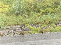 Denali Nationalpark &ndash; &copy; Mareike Schmidt (Eberhardt TRAVEL)