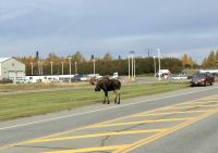 Elch Alaska &ndash; &copy; Mareike Schmidt (Eberhardt TRAVEL)