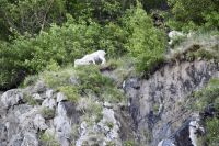 Dallschafe Alaska  &ndash; &copy; Mareike Schmidt (Eberhardt TRAVEL)