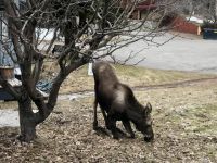 Elch Alaska &ndash; &copy; Mareike Schmidt (Eberhardt TRAVEL)