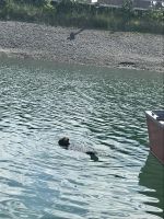 Otter Alaska &ndash; &copy; Mareike Schmidt (Eberhardt TRAVEL)