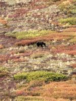 0138 Denali Nationalpark - unser erster Bär &ndash; &copy; Jens Petzoldt (Eberhardt TRAVEL)
