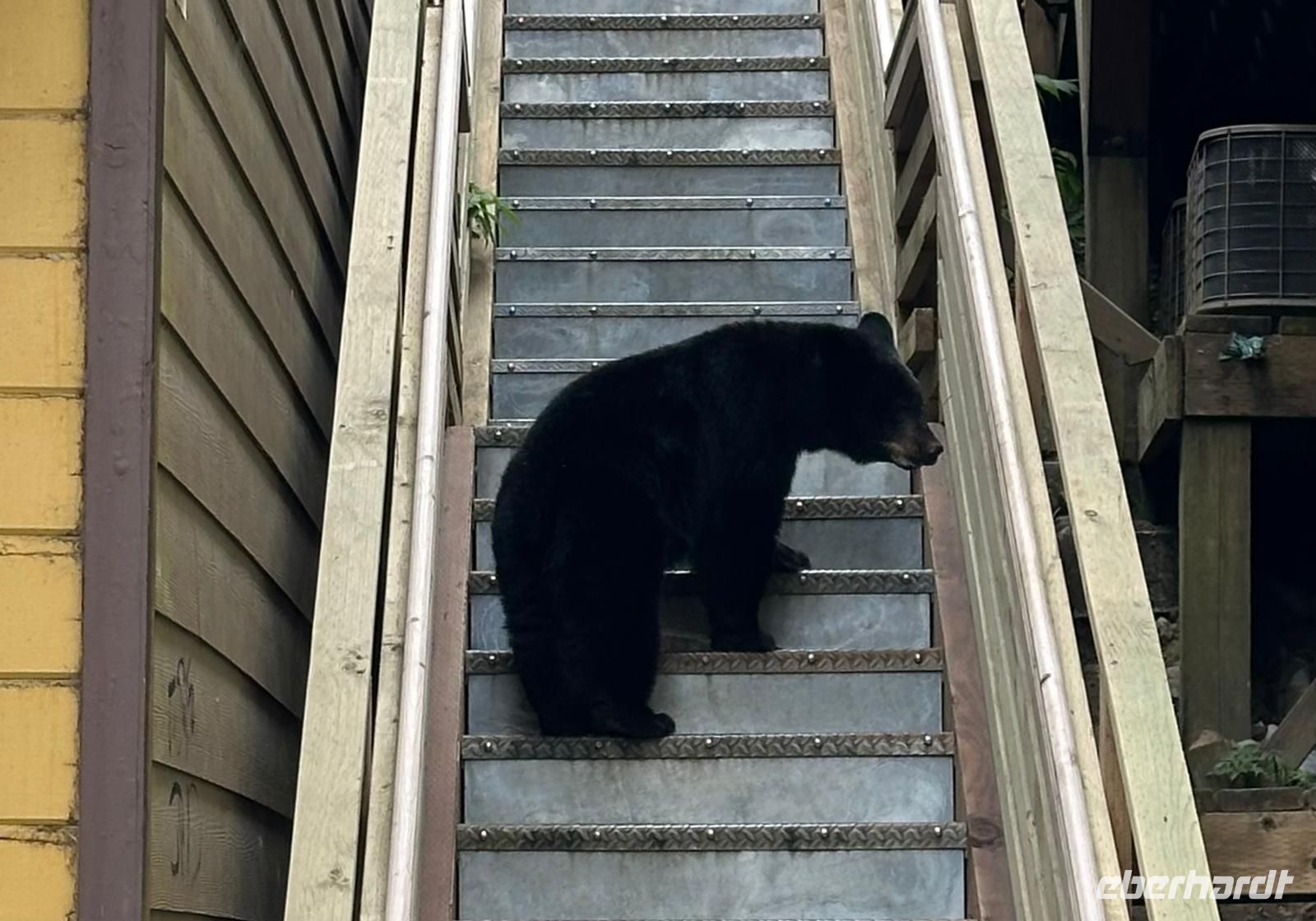 Ketchikan - Schwarzbär mitten in der Stadt &ndash; &copy; Petra Hady (Eberhardt TRAVEL)
