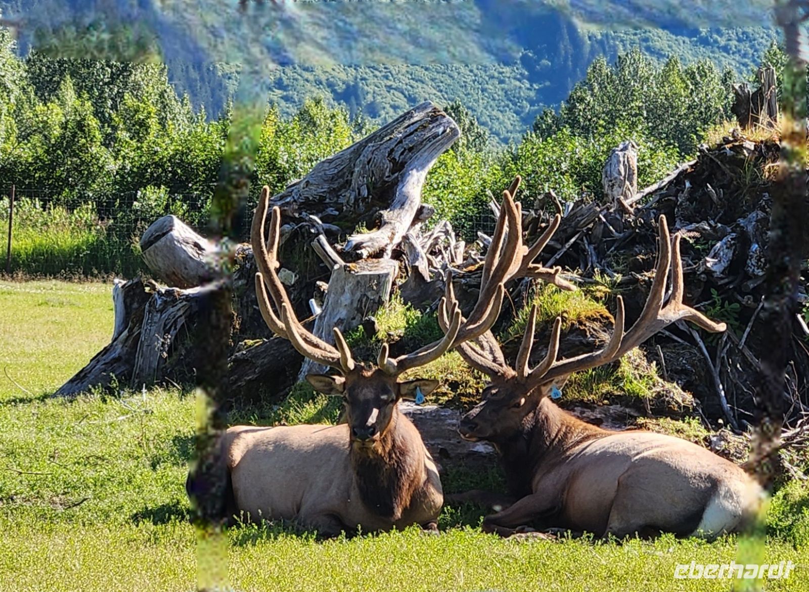 Alaska Wildlife Conservation Center &ndash; &copy; Petra Hady (Eberhardt TRAVEL)