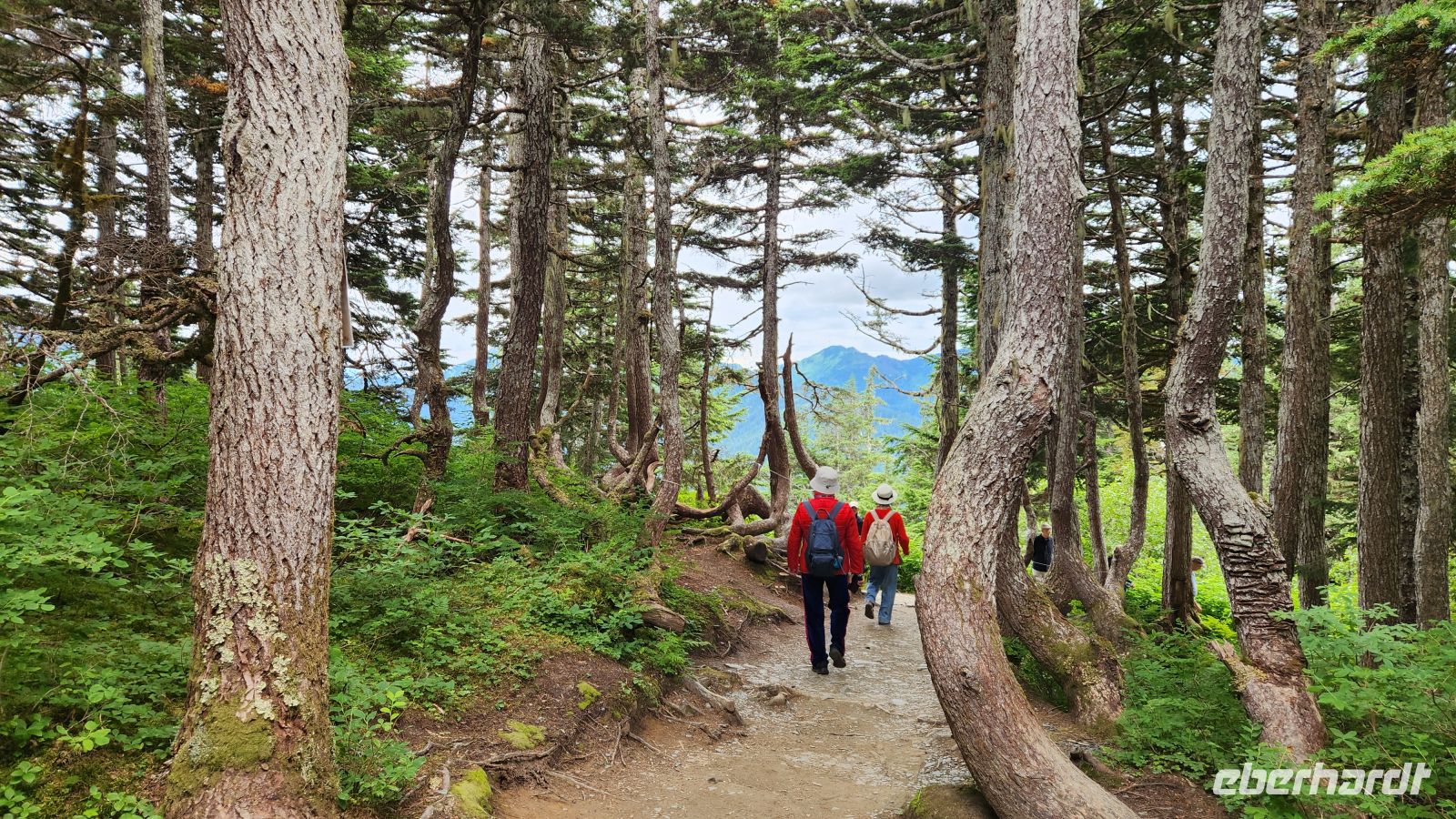 Mount Roberts -  kleine Wanderung &ndash; &copy; Petra Hady (Eberhardt TRAVEL)