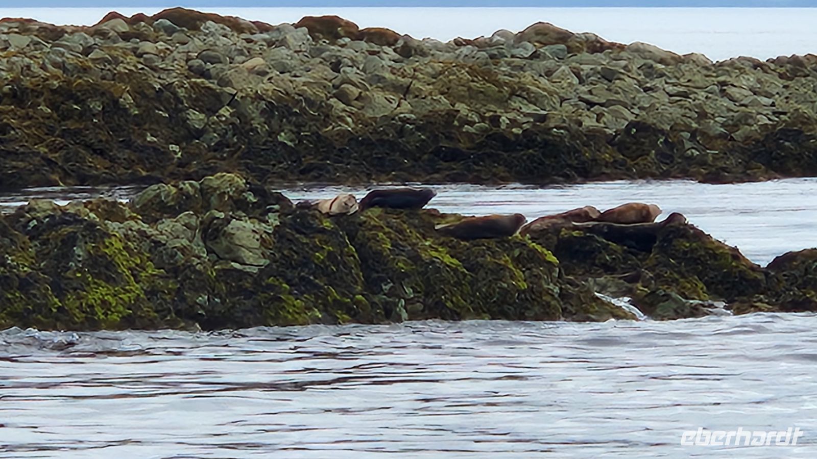 Ketchikan - Robben &ndash; &copy; Petra Hady (Eberhardt TRAVEL)