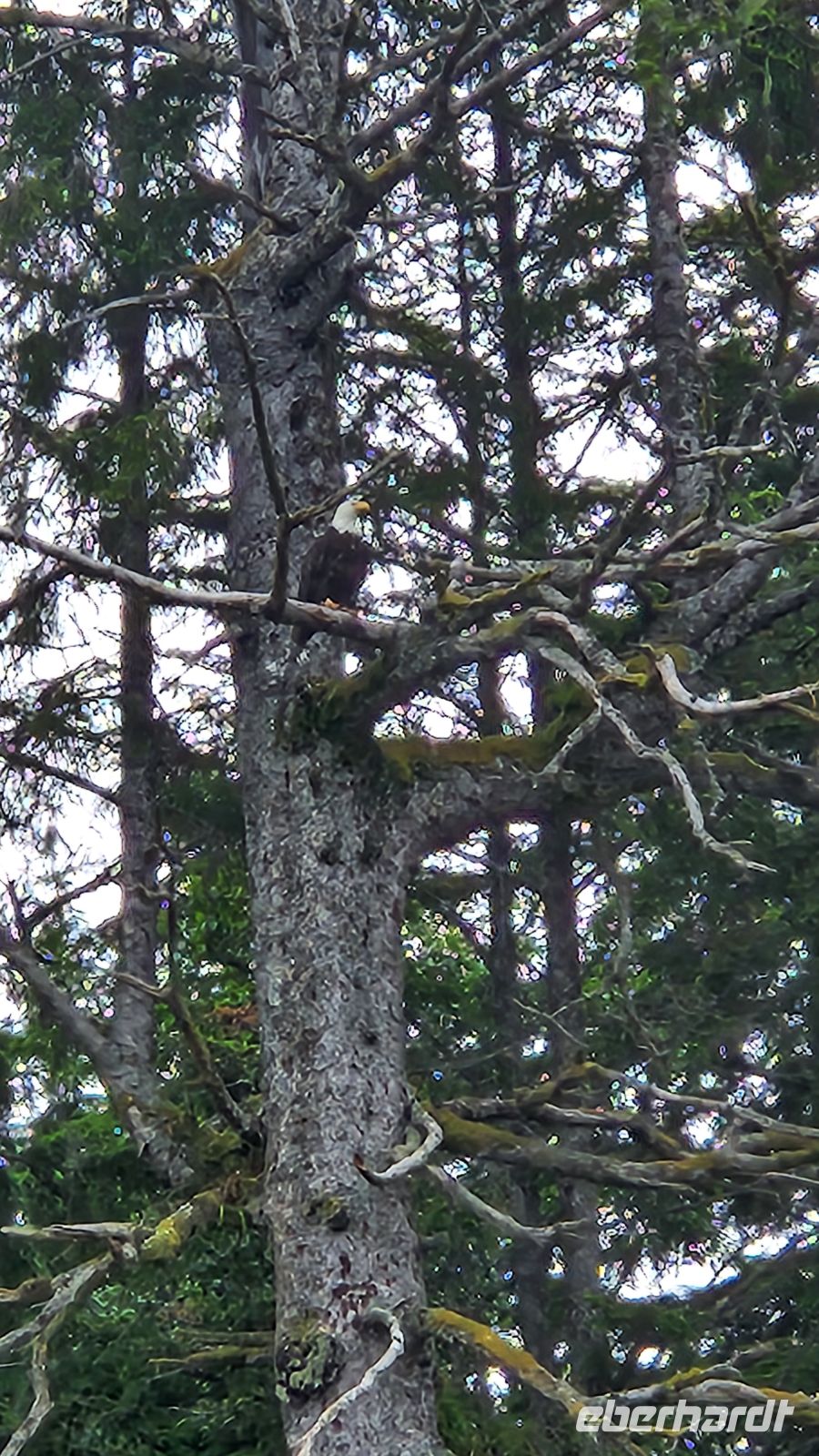 Weißkopfseeadler &ndash; &copy; Petra Hady (Eberhardt TRAVEL)