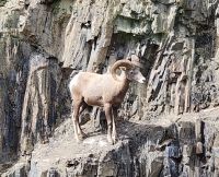 Dickhornschaf &ndash; &copy; Petra Hady (Eberhardt TRAVEL)