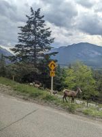 19. Bighorn Sheeps im Banff Nationalpark.jpg &ndash; &copy; Teresa Rumpel (Eberhardt TRAVEL)