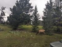 25. Karibu-Hirsch in Banff.jpg &ndash; &copy; Teresa Rumpel (Eberhardt TRAVEL)
