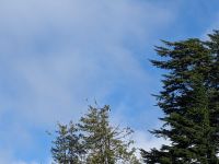 165. Adler - Schiffsausflug Lighthouse, Totems & Eagles, Ketchikan, Alaska.jpg &ndash; &copy; Teresa Rumpel (Eberhardt TRAVEL)