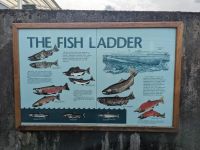 237. Macaulay Salmon Hatchery, Juneau, Alaska.jpg &ndash; &copy; Teresa Rumpel (Eberhardt TRAVEL)