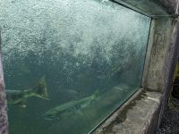 238. Macaulay Salmon Hatchery, Juneau, Alaska.jpg &ndash; &copy; Teresa Rumpel (Eberhardt TRAVEL)