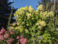 278. Spaziergang durch Skagway, Alaska.jpg &ndash; &copy; Teresa Rumpel (Eberhardt TRAVEL)