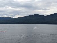 333. Buckelwale - Spaziergang von Icy Strait Point nach Hoonah, Alaska.jpg &ndash; &copy; Teresa Rumpel (Eberhardt TRAVEL)