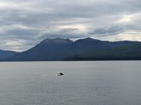 337. Buckelwale - Spaziergang von Icy Strait Point nach Hoonah, Alaska.jpg &ndash; &copy; Teresa Rumpel (Eberhardt TRAVEL)