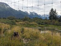 370. Alaska Wildlife Conservation Center, Alaska.jpg &ndash; &copy; Teresa Rumpel (Eberhardt TRAVEL)