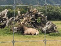 377. Alaska Wildlife Conservation Center, Alaska.jpg &ndash; &copy; Teresa Rumpel (Eberhardt TRAVEL)