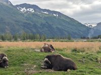 381. Alaska Wildlife Conservation Center, Alaska.jpg &ndash; &copy; Teresa Rumpel (Eberhardt TRAVEL)