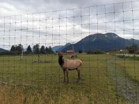 382. Alaska Wildlife Conservation Center, Alaska.jpg &ndash; &copy; Teresa Rumpel (Eberhardt TRAVEL)