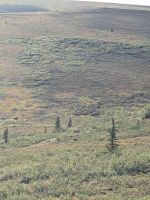 435.  Ausflug in den Denali Nationalpark, Alaska.jpg &ndash; &copy; Teresa Rumpel (Eberhardt TRAVEL)