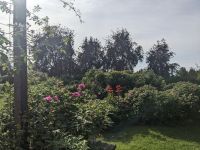 504. Freizeittag - Stadtspaziergang -Rosengarten im  Centennial Park, Anchorage, Alaska.jpg &ndash; &copy; Teresa Rumpel (Eberhardt TRAVEL)