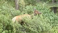 Wapiti, Banff  &ndash; &copy; Mareike Schmidt (Eberhardt TRAVEL)