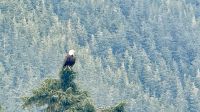 Weißkopfseeadler, Ketchikan, Alaska &ndash; &copy; Mareike Schmidt (Eberhardt TRAVEL)