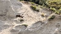Karibu, Denali Nationalpark &ndash; &copy; Mareike Schmidt (Eberhardt TRAVEL)
