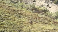 Karibu, Denali Nationalpark &ndash; &copy; Mareike Schmidt (Eberhardt TRAVEL)