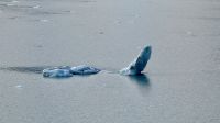 Glacier Bay Nationalpark &ndash; &copy; Mareike Schmidt (Eberhardt TRAVEL)