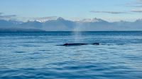 Buckelwal, Whale Watching, Icy Strait Point