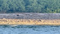 Braunbär, Whale Watching, Icy Strait Point &ndash; &copy; Mareike Schmidt (Eberhardt TRAVEL)