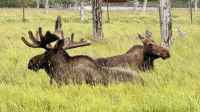 Elche, Alaska Wildlife Center &ndash; &copy; Mareike Schmidt (Eberhardt TRAVEL)