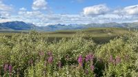 Denali Nationalpark 
