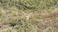Eichhörnchen, Denali Nationalpark  &ndash; &copy; Mareike Schmidt (Eberhardt TRAVEL)