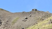 Dall-Schaf, Denali Nationalpark &ndash; &copy; Mareike Schmidt (Eberhardt TRAVEL)