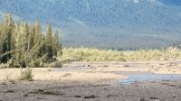 Grizzlys, Denali Nationalpark &ndash; &copy; Mareike Schmidt (Eberhardt TRAVEL)