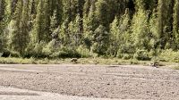 Grizzlys, Denali Nationalpark &ndash; &copy; Mareike Schmidt (Eberhardt TRAVEL)