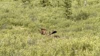 Elch, Denali Nationalpark &ndash; &copy; Mareike Schmidt (Eberhardt TRAVEL)