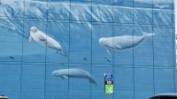 Belugawal, Anchorage  &ndash; &copy; Mareike Schmidt (Eberhardt TRAVEL)