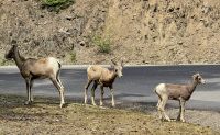 Die Rockys (16) &ndash; &copy; Marcus Hasselhorst (Eberhardt TRAVEL)