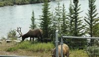 Banff Nationalpark (12) &ndash; &copy; Marcus Hasselhorst (Eberhardt TRAVEL)
