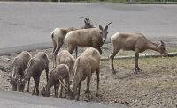 Banff Nationalpark (16) &ndash; &copy; Marcus Hasselhorst (Eberhardt TRAVEL)