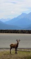 Banff Nationalpark (17) &ndash; &copy; Marcus Hasselhorst (Eberhardt TRAVEL)