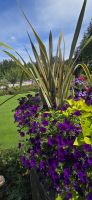 Buchard Gardens (1) &ndash; &copy; Marcus Hasselhorst (Eberhardt TRAVEL)