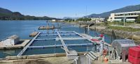 Salmon Hatchery (3) &ndash; &copy; Marcus Hasselhorst (Eberhardt TRAVEL)