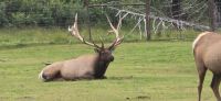 Alaska Wildlife Park (1) &ndash; &copy; Marcus Hasselhorst (Eberhardt TRAVEL)