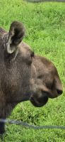Alaska Wildlife Park (2) &ndash; &copy; Marcus Hasselhorst (Eberhardt TRAVEL)