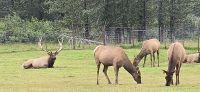 Alaska Wildlife Park (22) &ndash; &copy; Marcus Hasselhorst (Eberhardt TRAVEL)